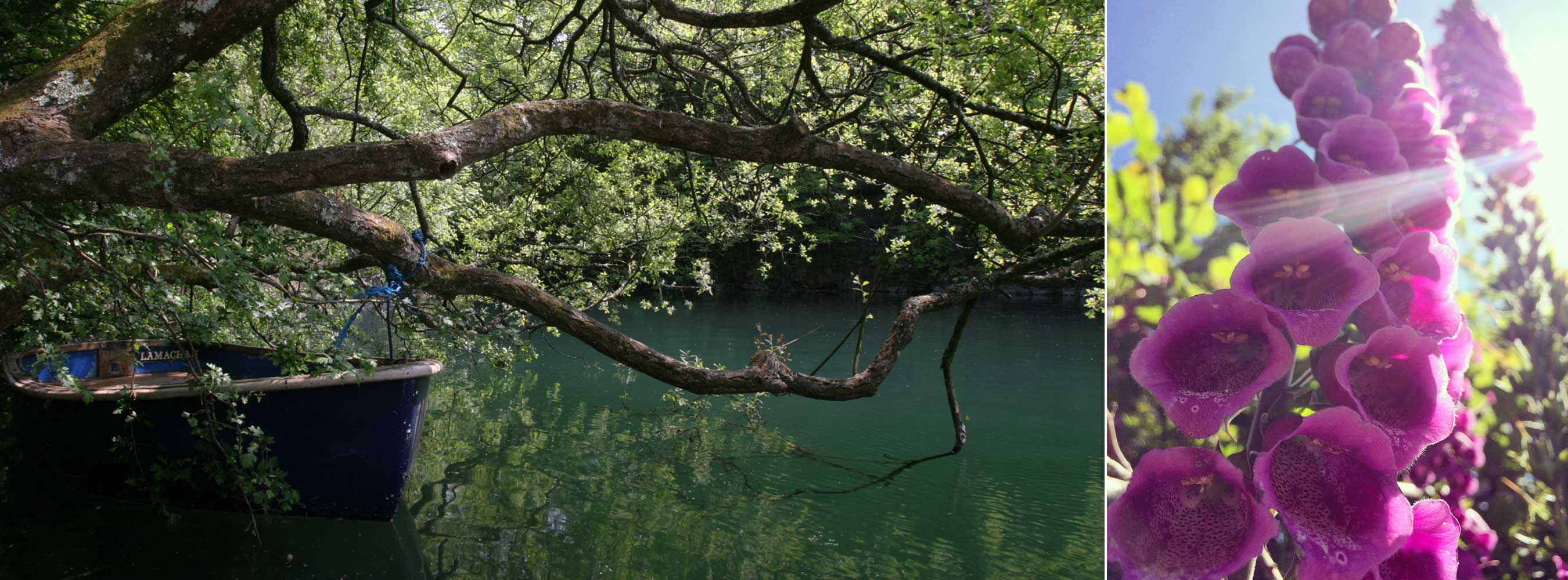 A blue boat named Lamache under overhanging trees, beside a close-up of purple foxgloves